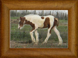 Northern Lights Secret Rendezvous ~ 2011 ~ Clononeen White Desert Prince x Lion Queen ~ SOLD